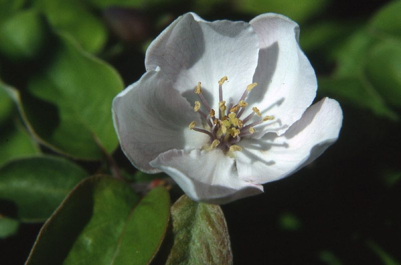 Fiori del Trentino